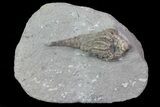 Bargain, Macrocrinus Crinoid Fossil - Crawfordsville, Indiana #68500-1